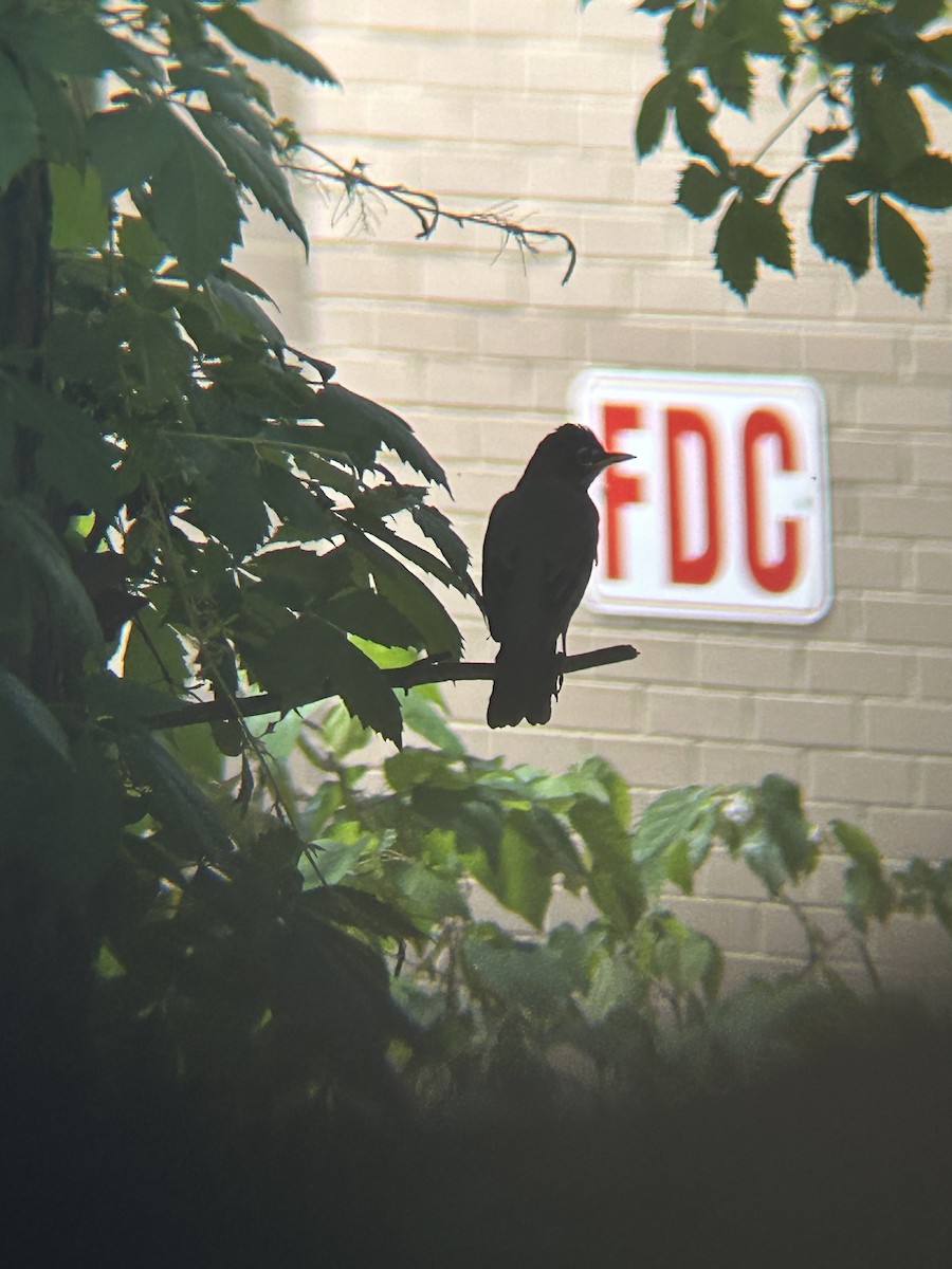 American Robin - ML634543643