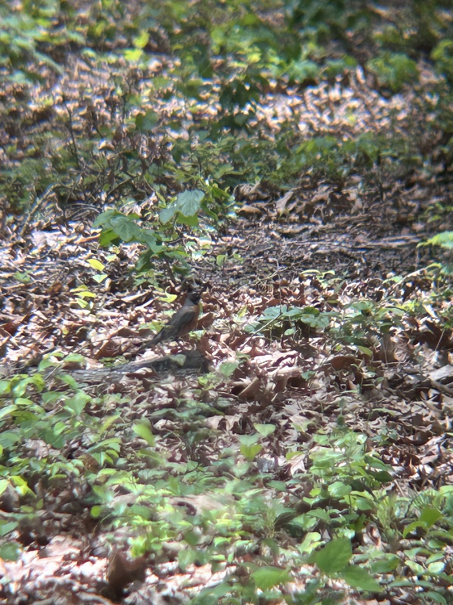 American Robin - ML634543644