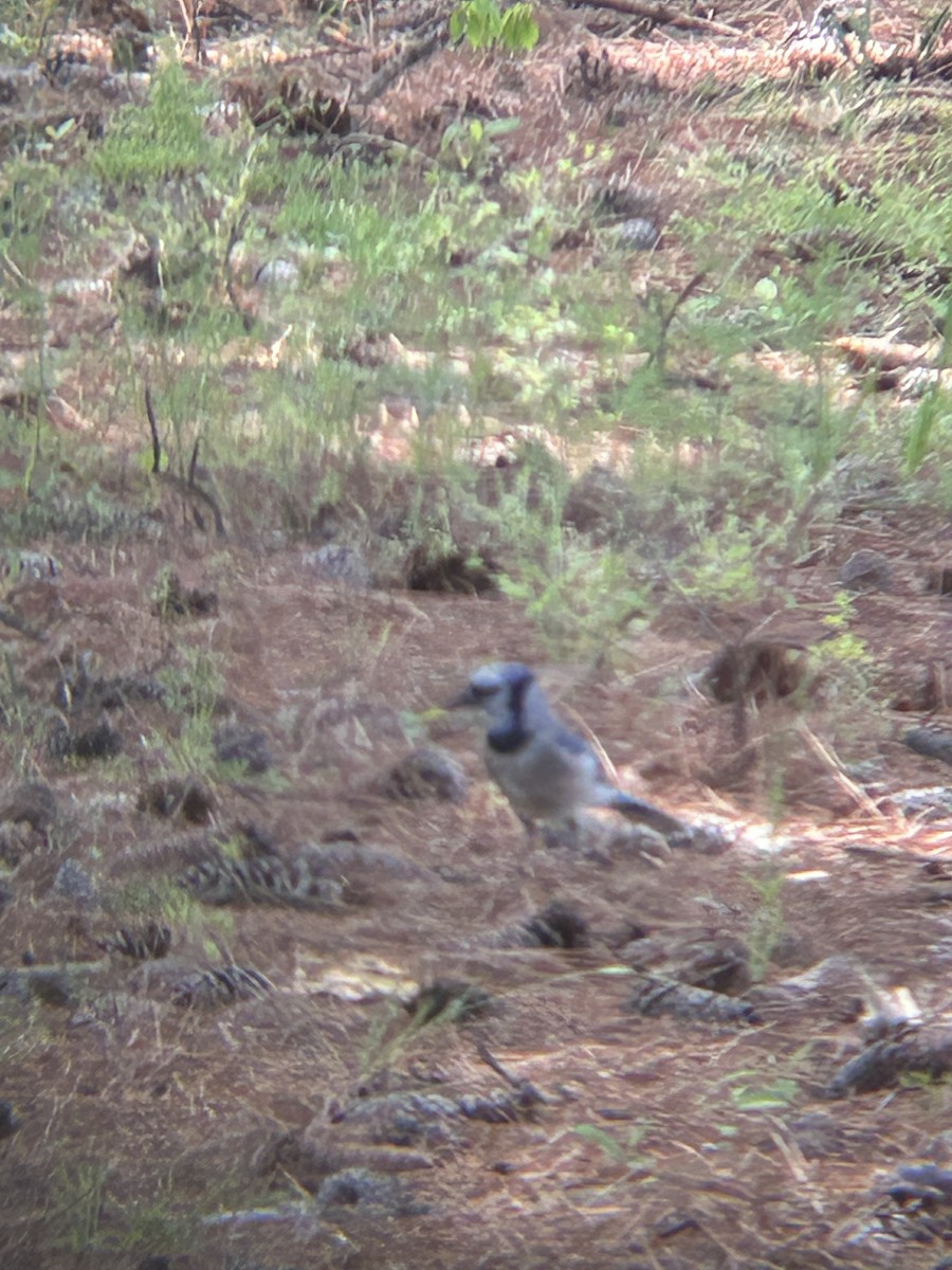 Blue Jay - ML634543667