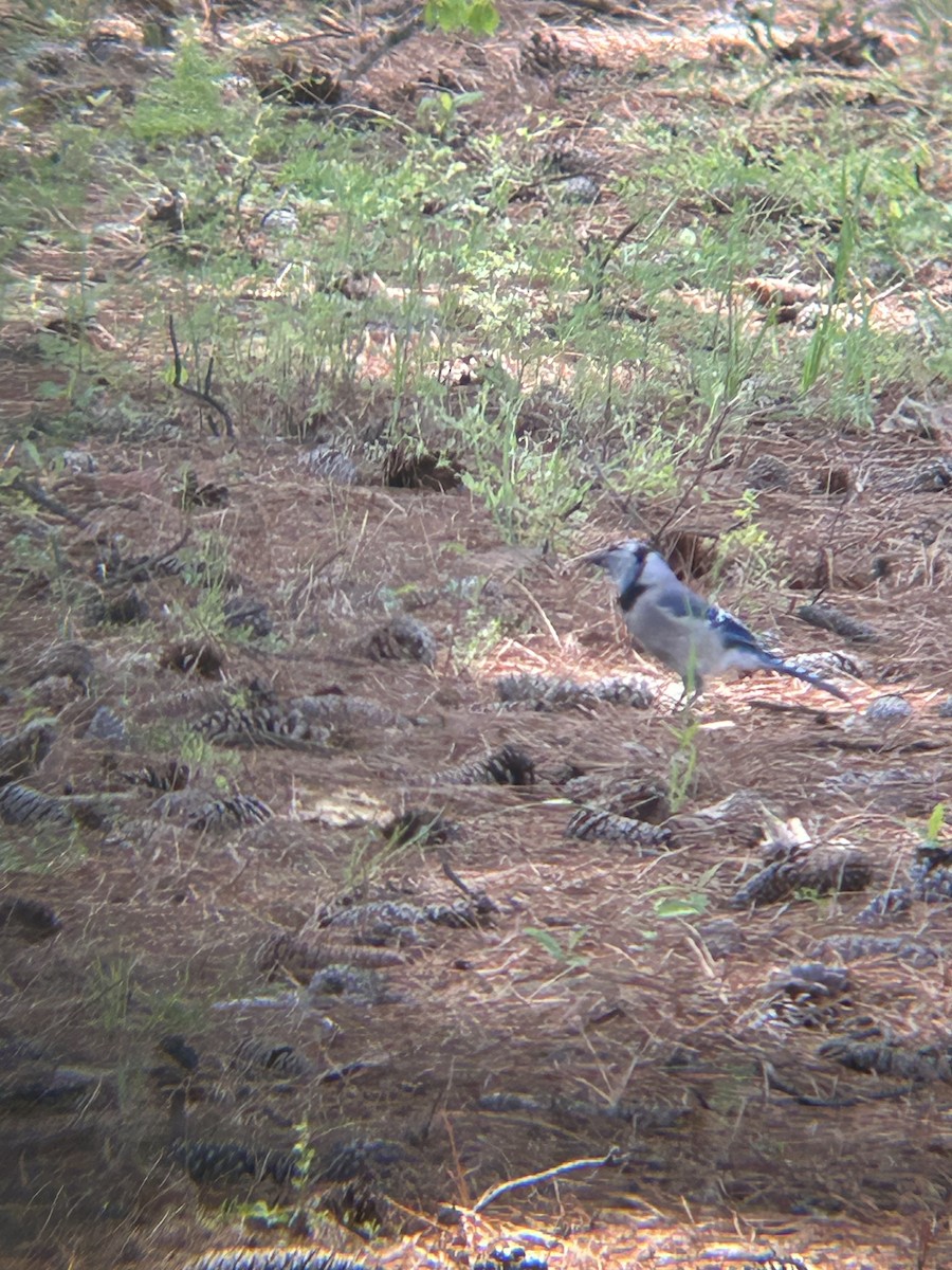 Blue Jay - ML634543668