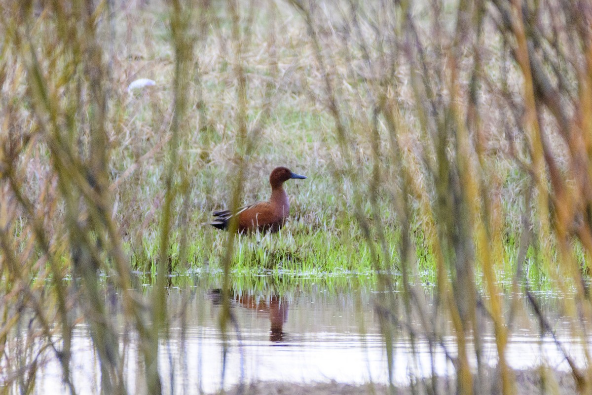 Blue-winged/Cinnamon Teal - ML634543724