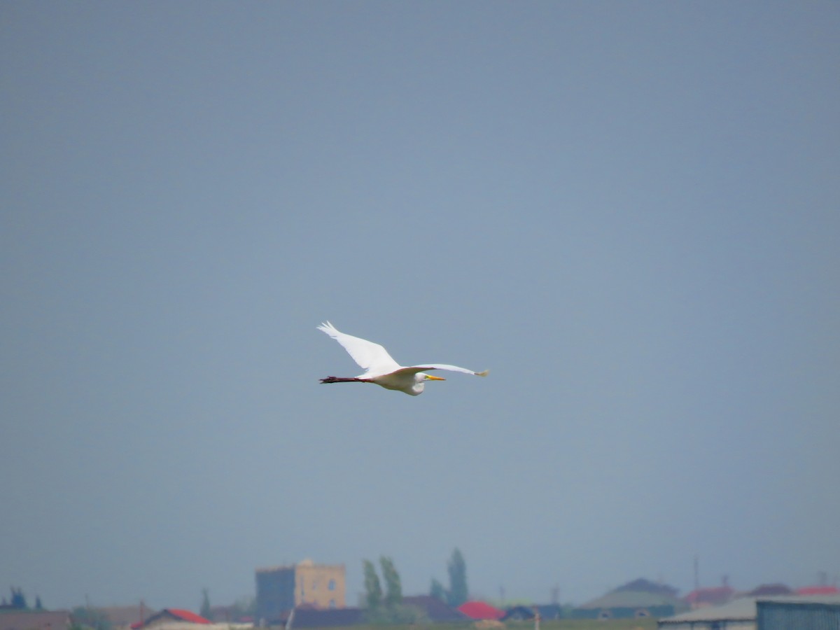 Great Egret - ML634543831