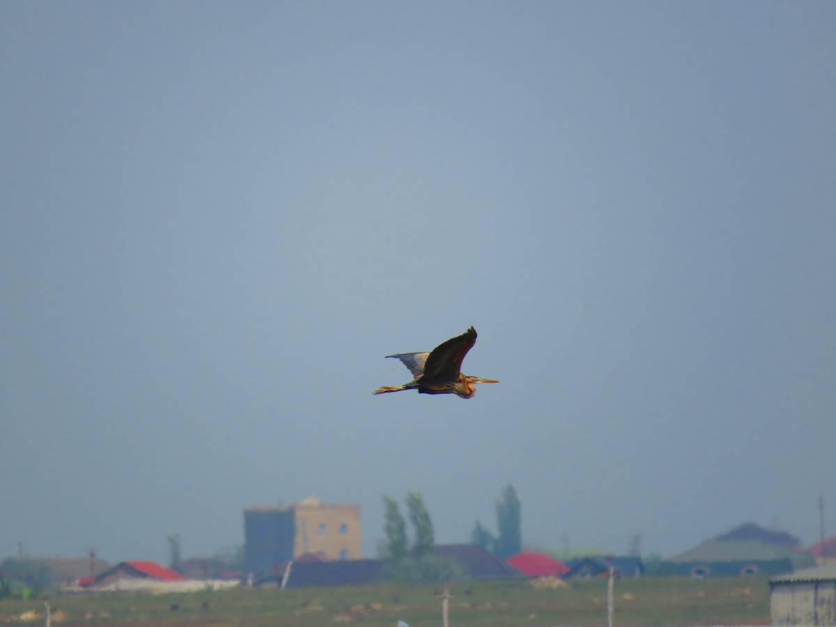 Purple Heron - ML634543855