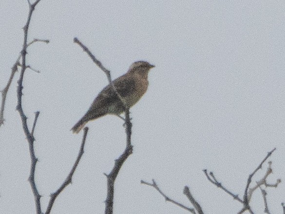 Yellow-throated Bush Sparrow - ML634543856