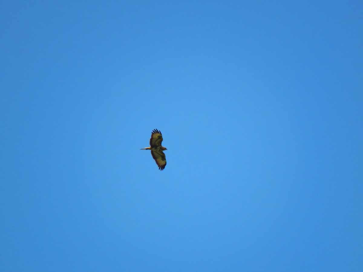 Common Buzzard - ML634543927