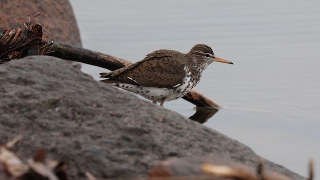 flekksnipe - ML634543943