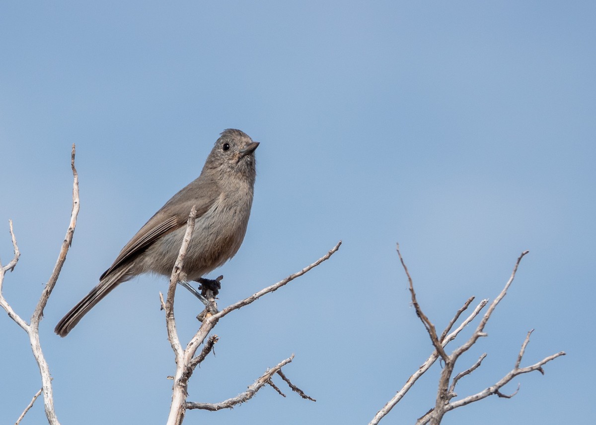 Juniper Titmouse - ML634543944
