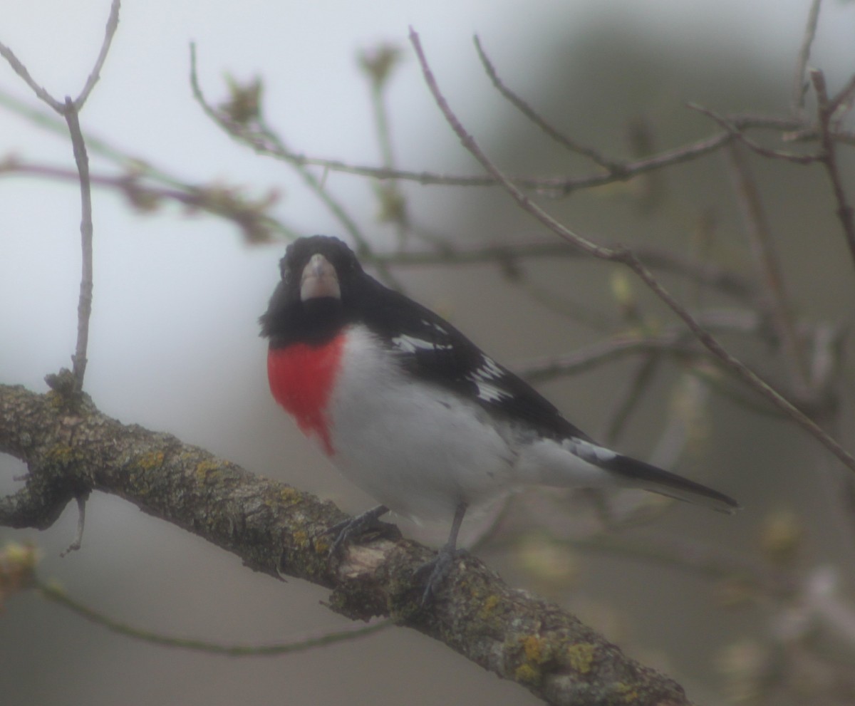 Rose-breasted Grosbeak - ML634543963