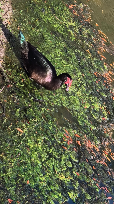 Canard musqué (forme domestique) - ML634543967