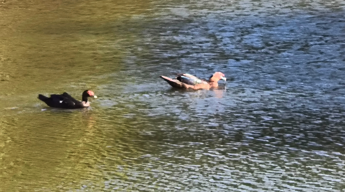 Canard musqué (forme domestique) - ML634543968