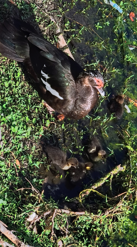 Canard musqué (forme domestique) - ML634543969