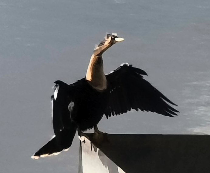 Anhinga d'Amérique - ML634543987