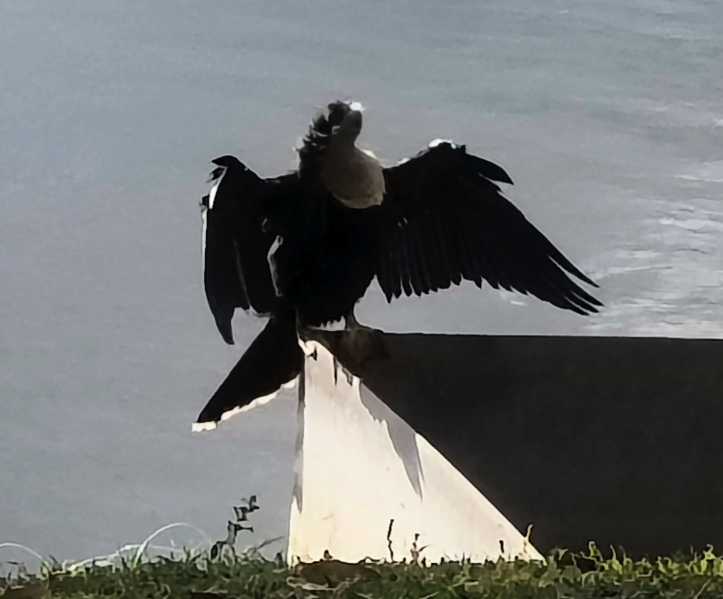 Anhinga d'Amérique - ML634543988
