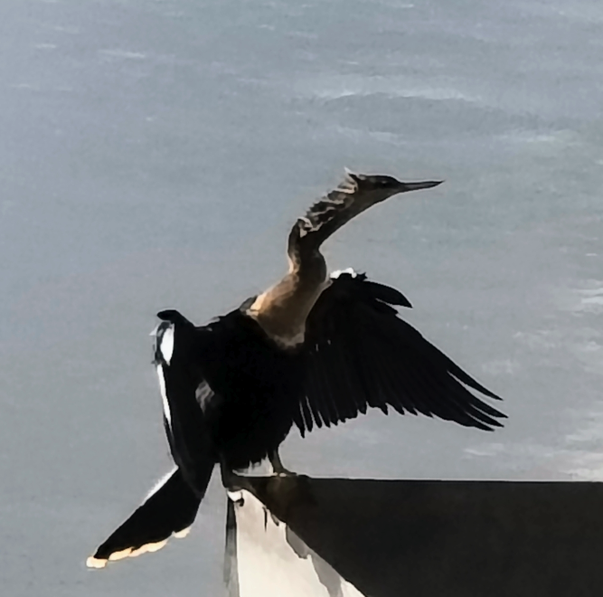 Anhinga d'Amérique - ML634543989