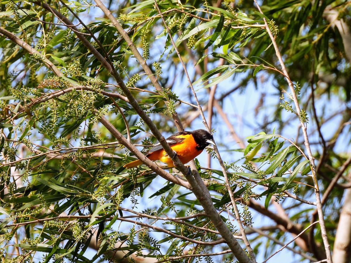 Baltimore Oriole - ML634544011