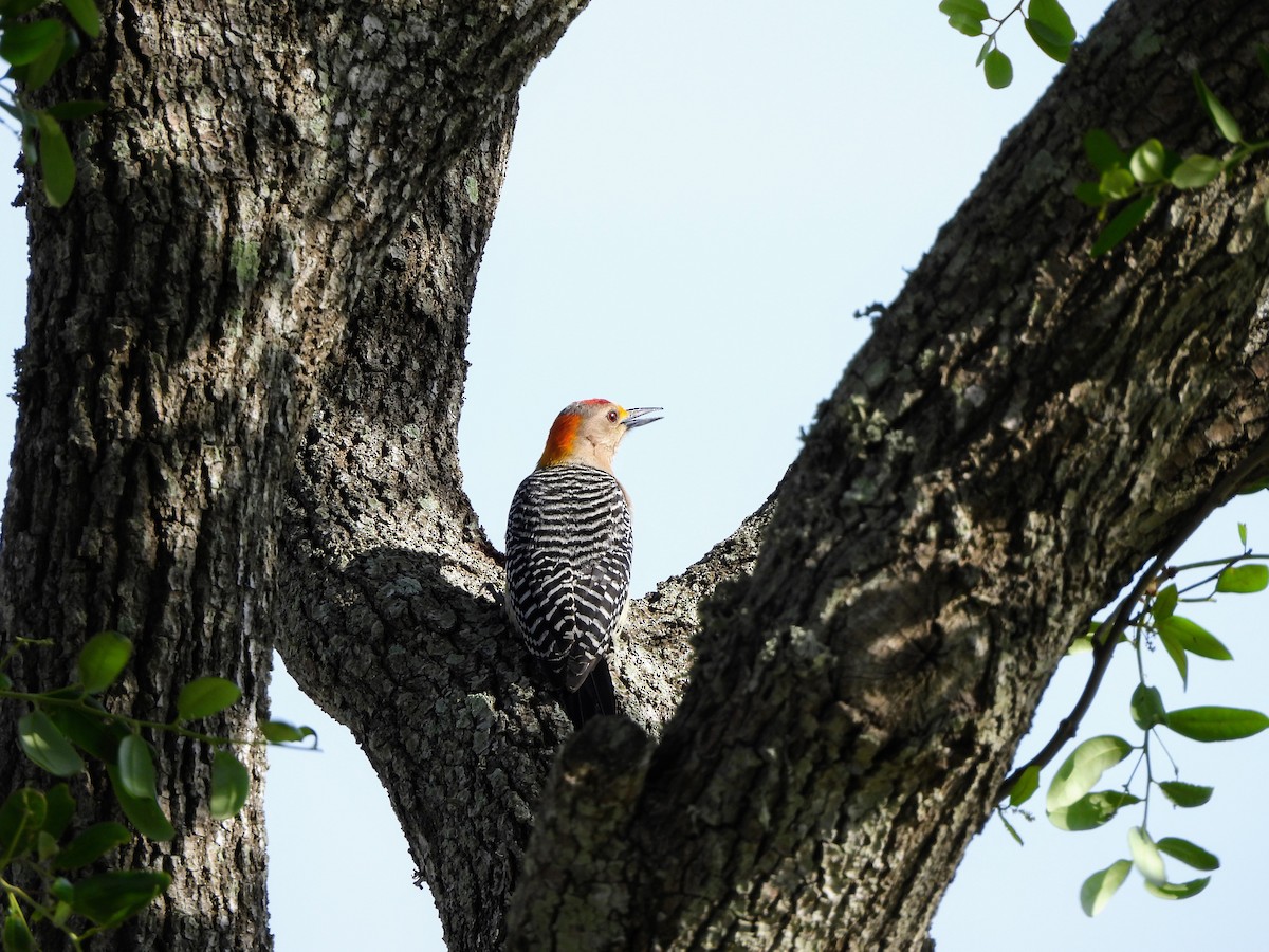 Golden-fronted Woodpecker - ML634544040