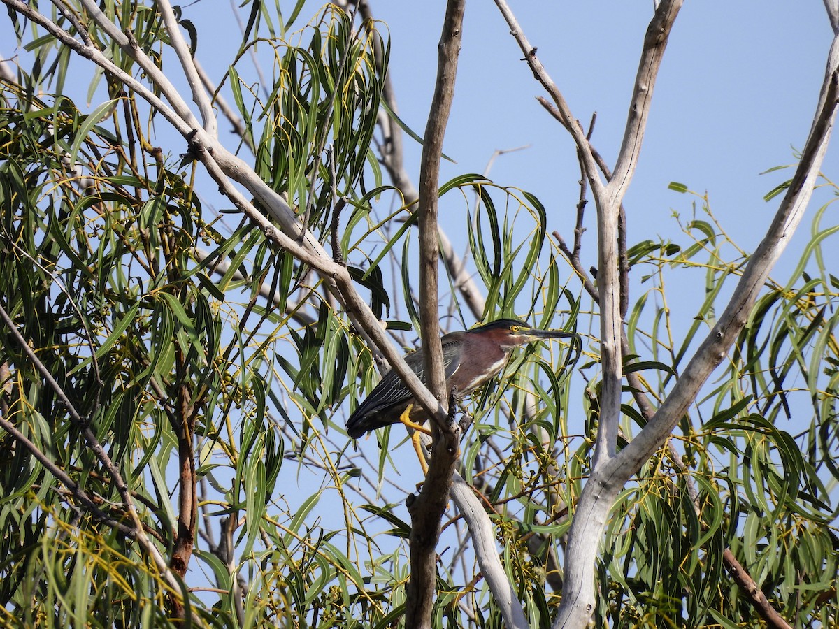 Green Heron - ML634544137