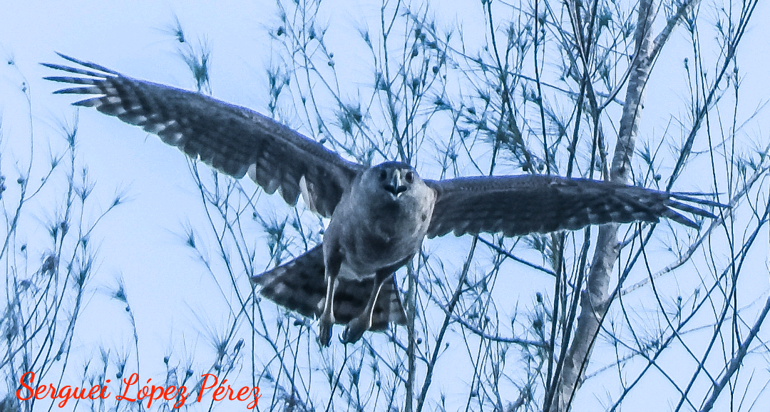 Gundlach's Hawk - ML634544308