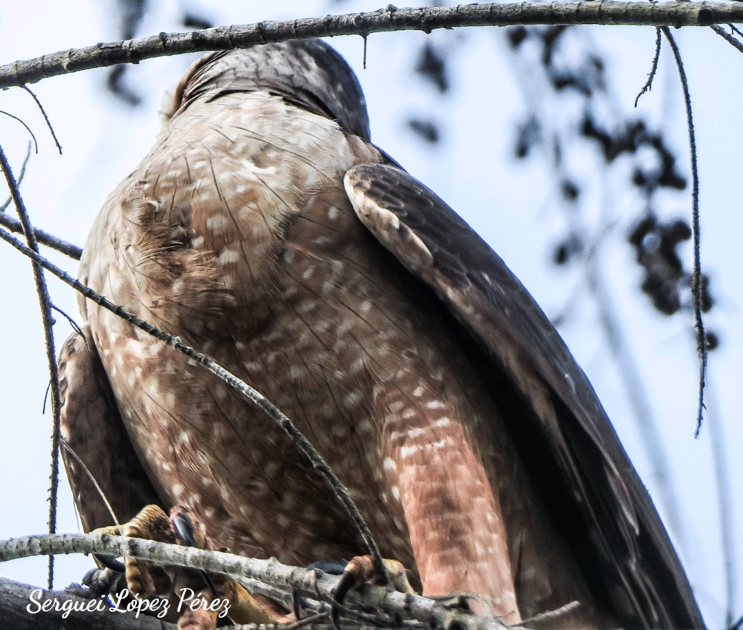 Gundlach's Hawk - ML634544322