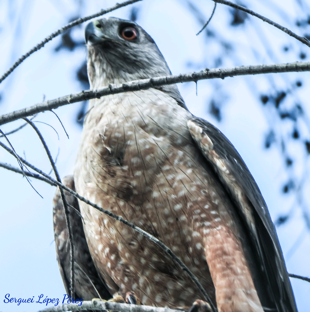 Gundlach's Hawk - ML634544338
