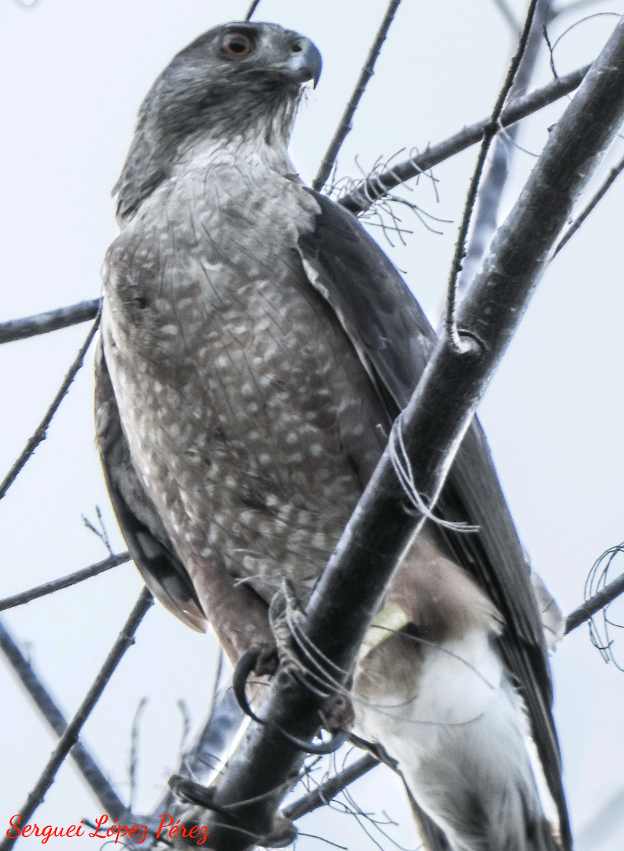 Gundlach's Hawk - ML634544372