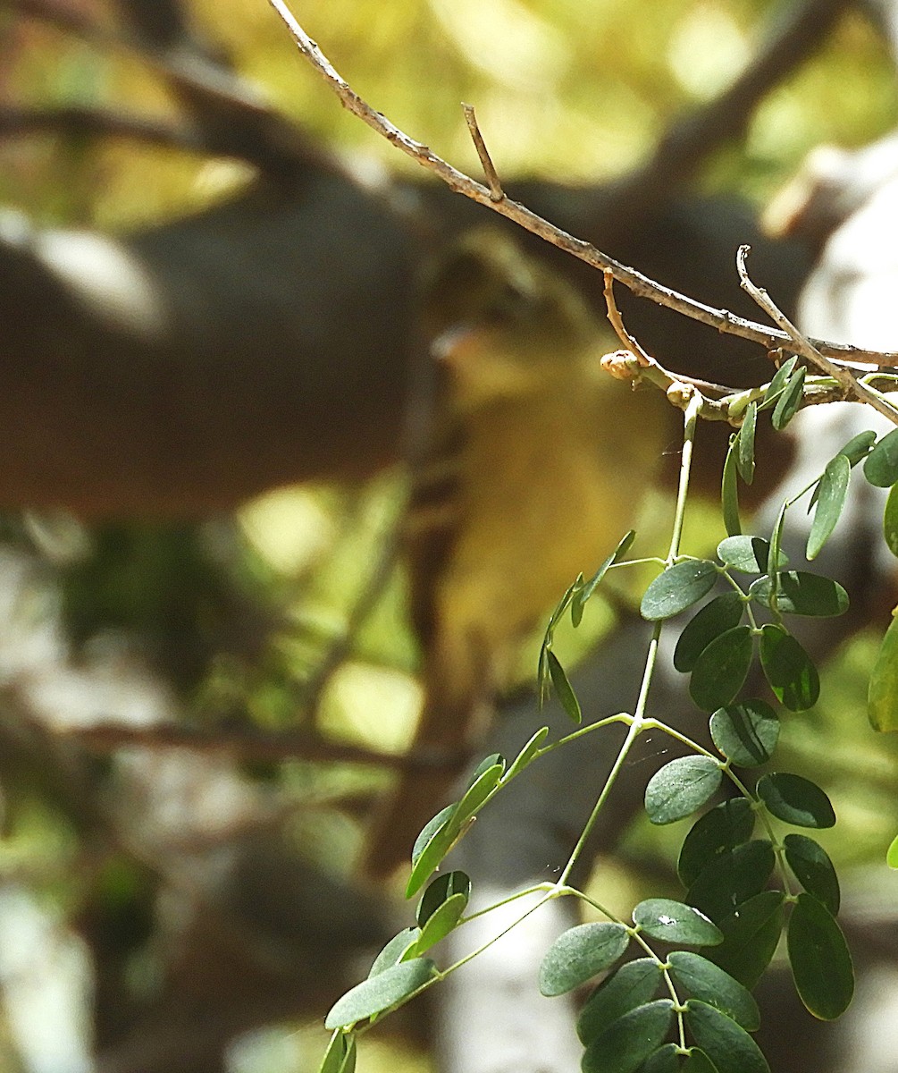 Western Flycatcher - ML634544399