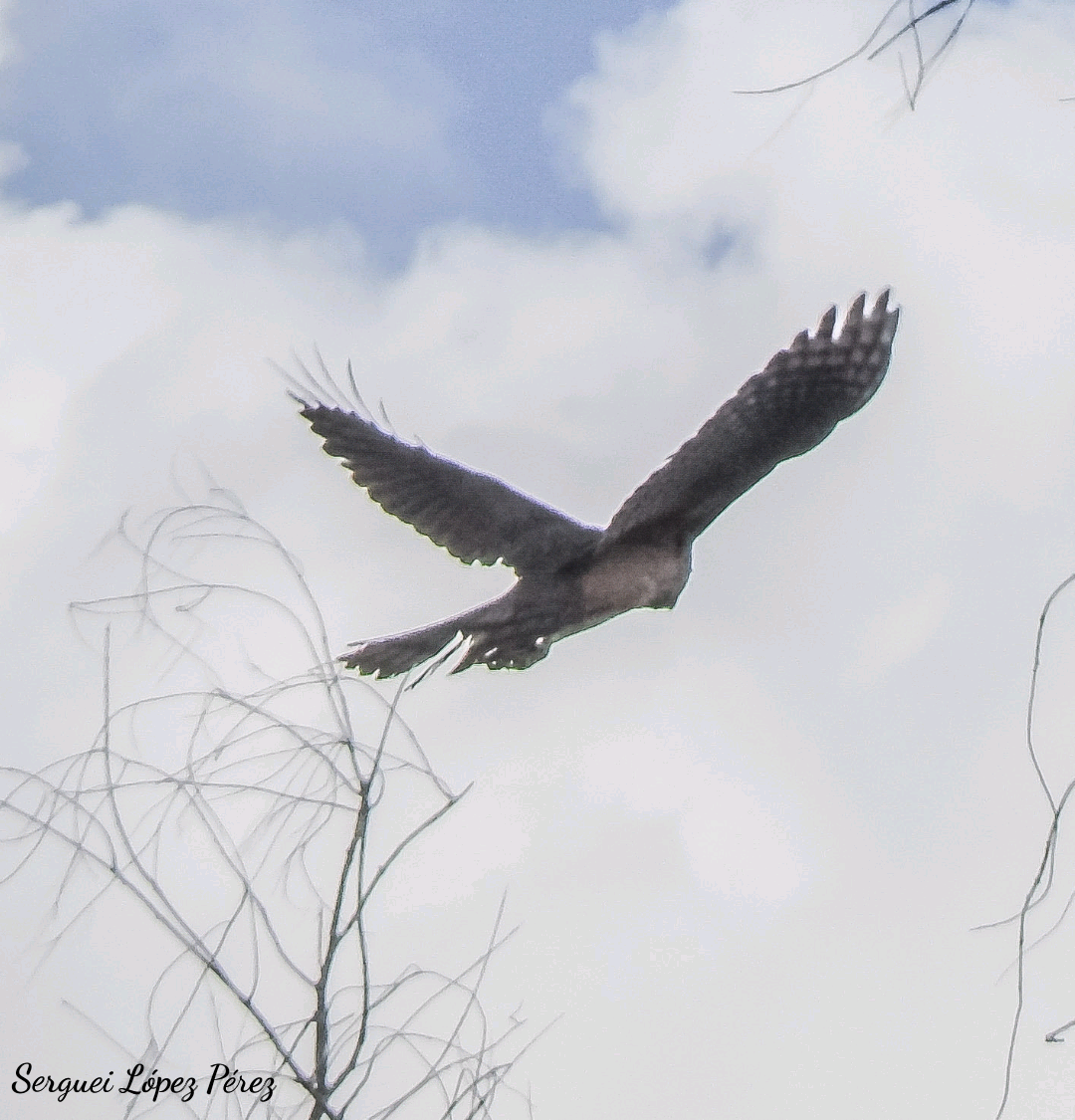Gundlach's Hawk - ML634544423