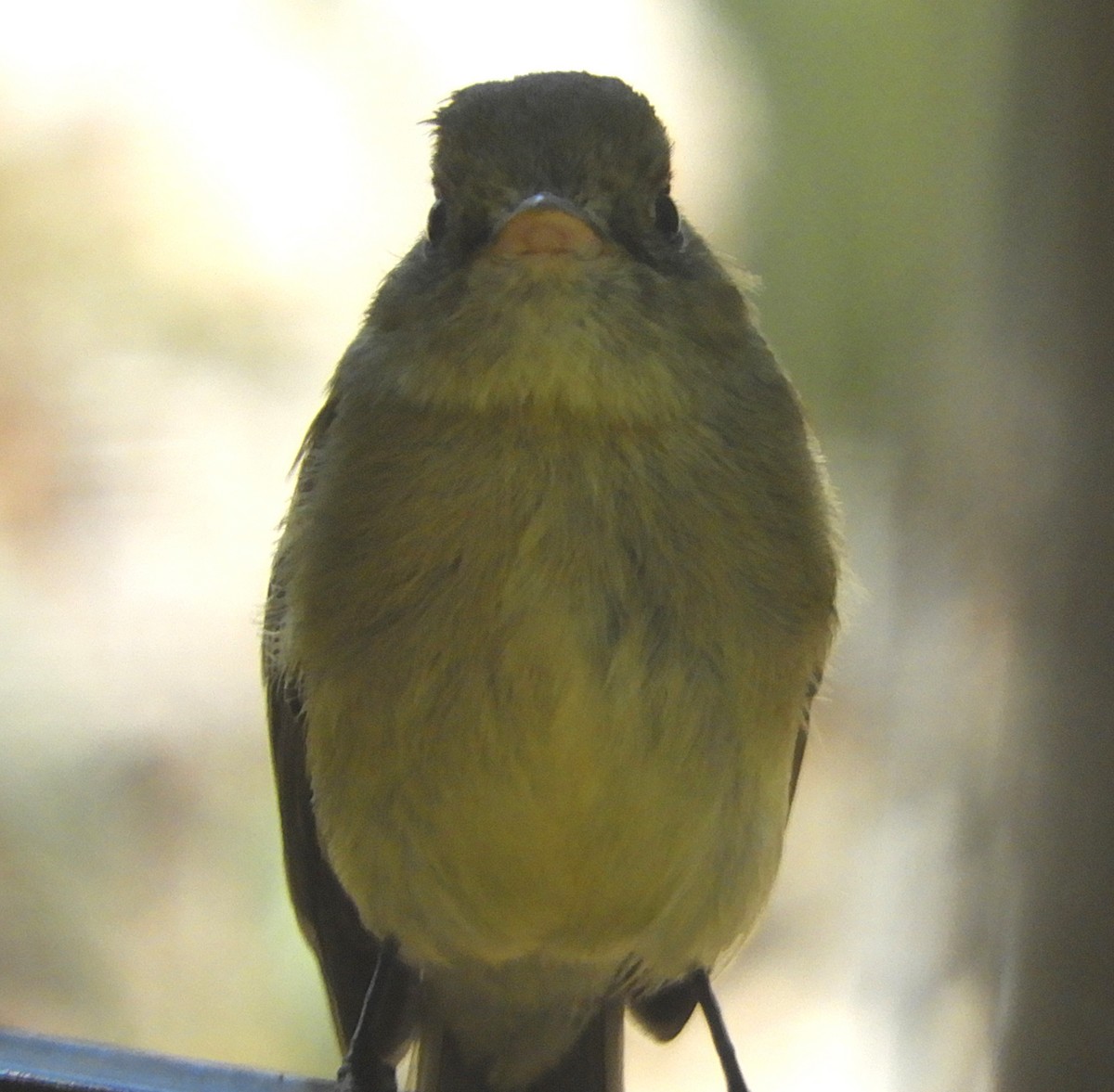 Western Flycatcher - ML634544425