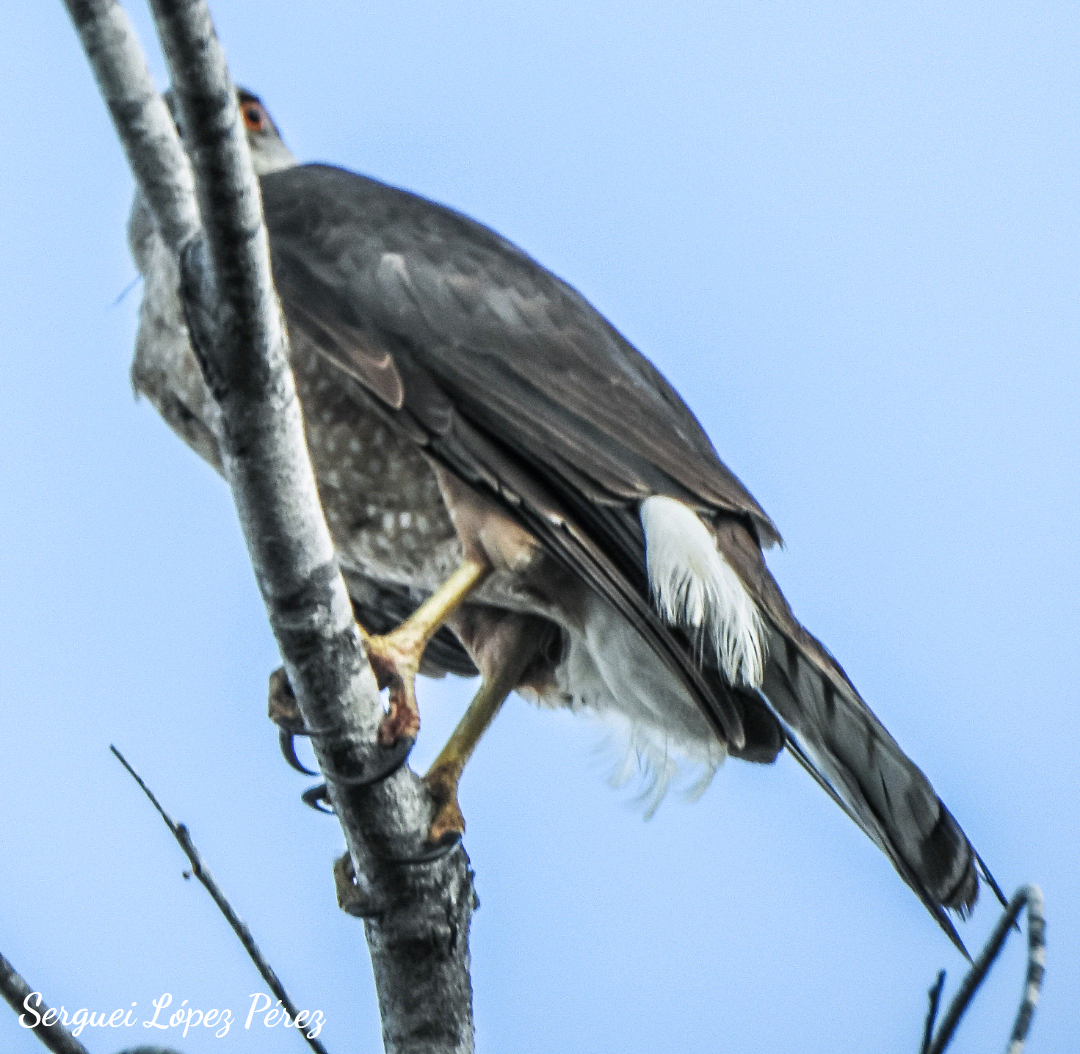 Gundlach's Hawk - ML634544475