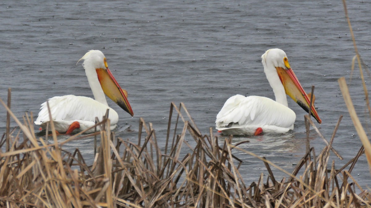 American White Pelican - ML634544510