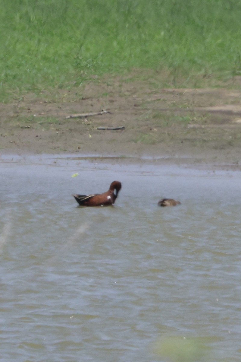 Cinnamon Teal - ML634544819