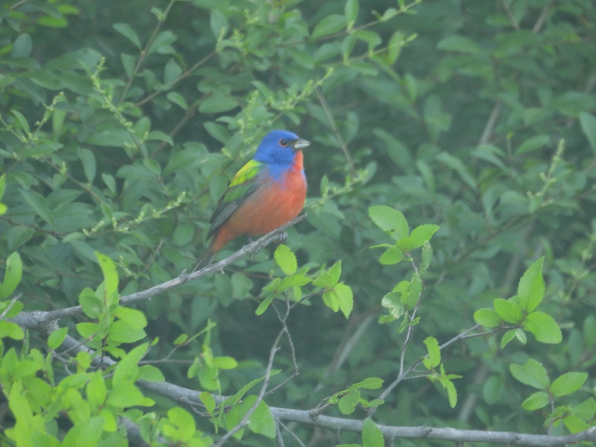 Painted Bunting - ML634544829