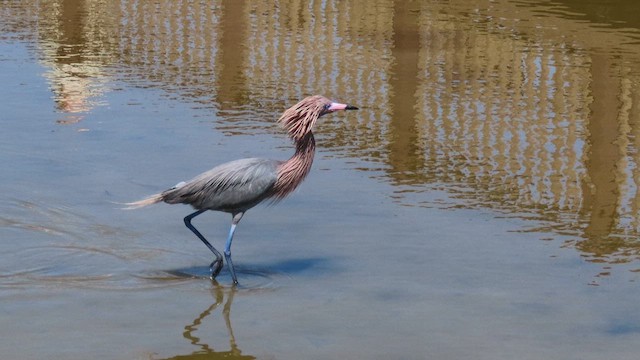 dansehegre - ML634544885