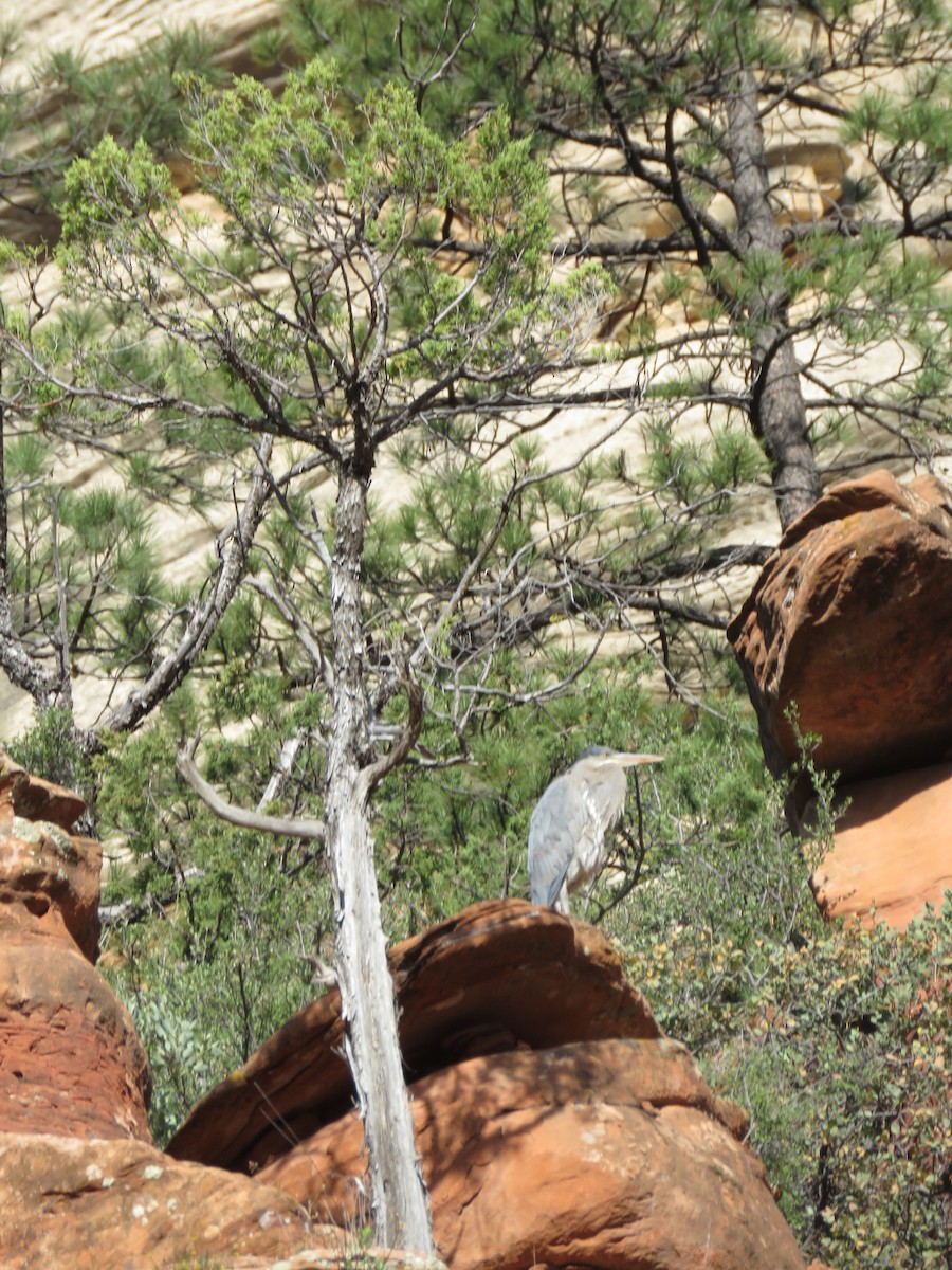 Great Blue Heron - ML634544899