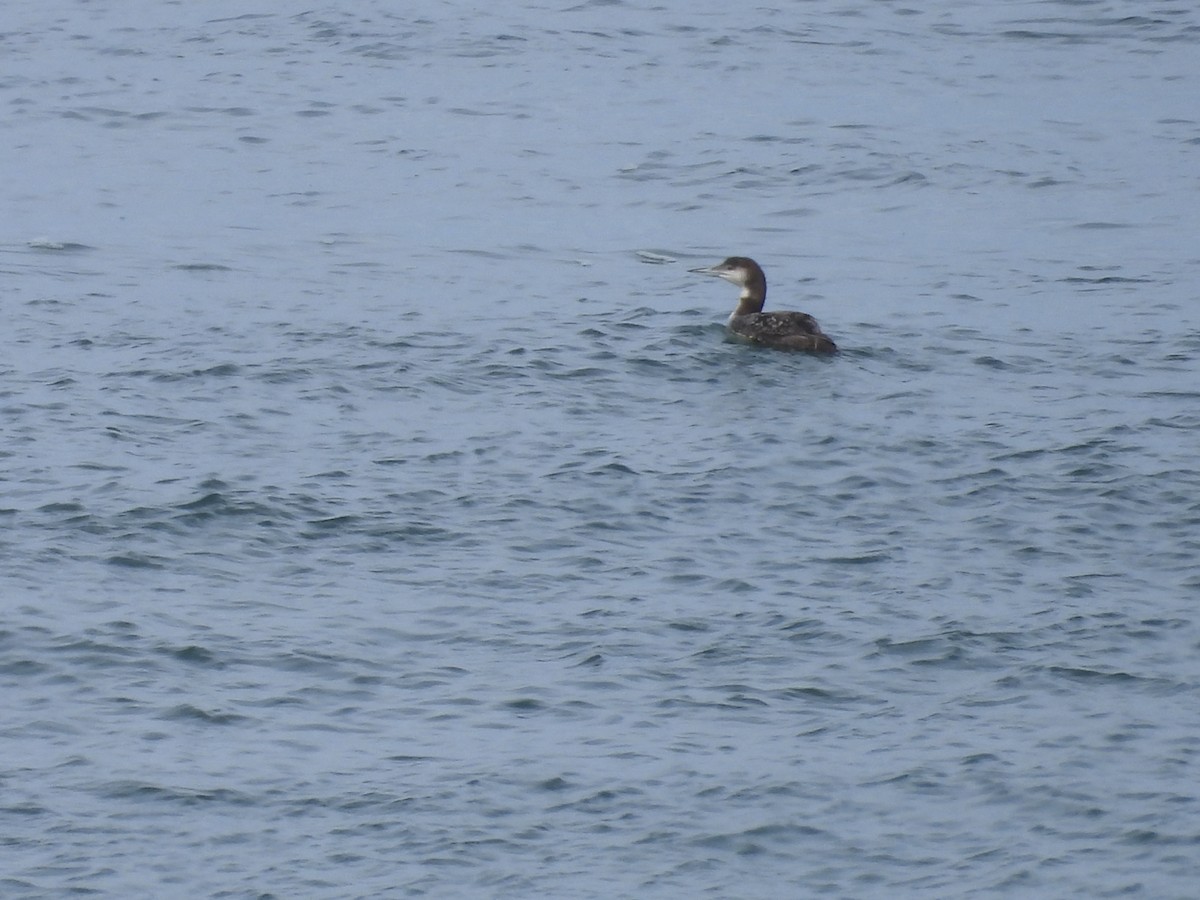Plongeon huard - ML634544911