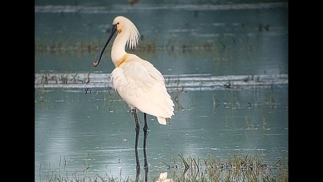 skjestork - ML634544921