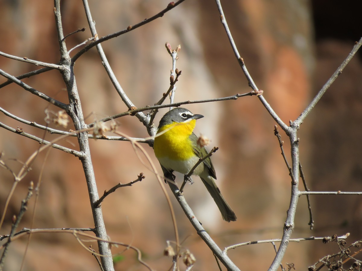 Yellow-breasted Chat - ML634544953