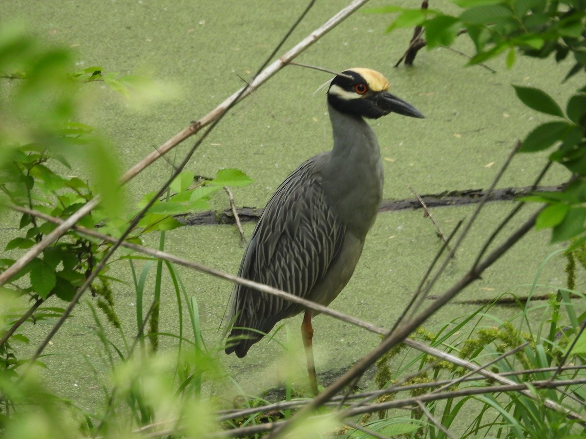 Yellow-crowned Night Heron - ML634544966