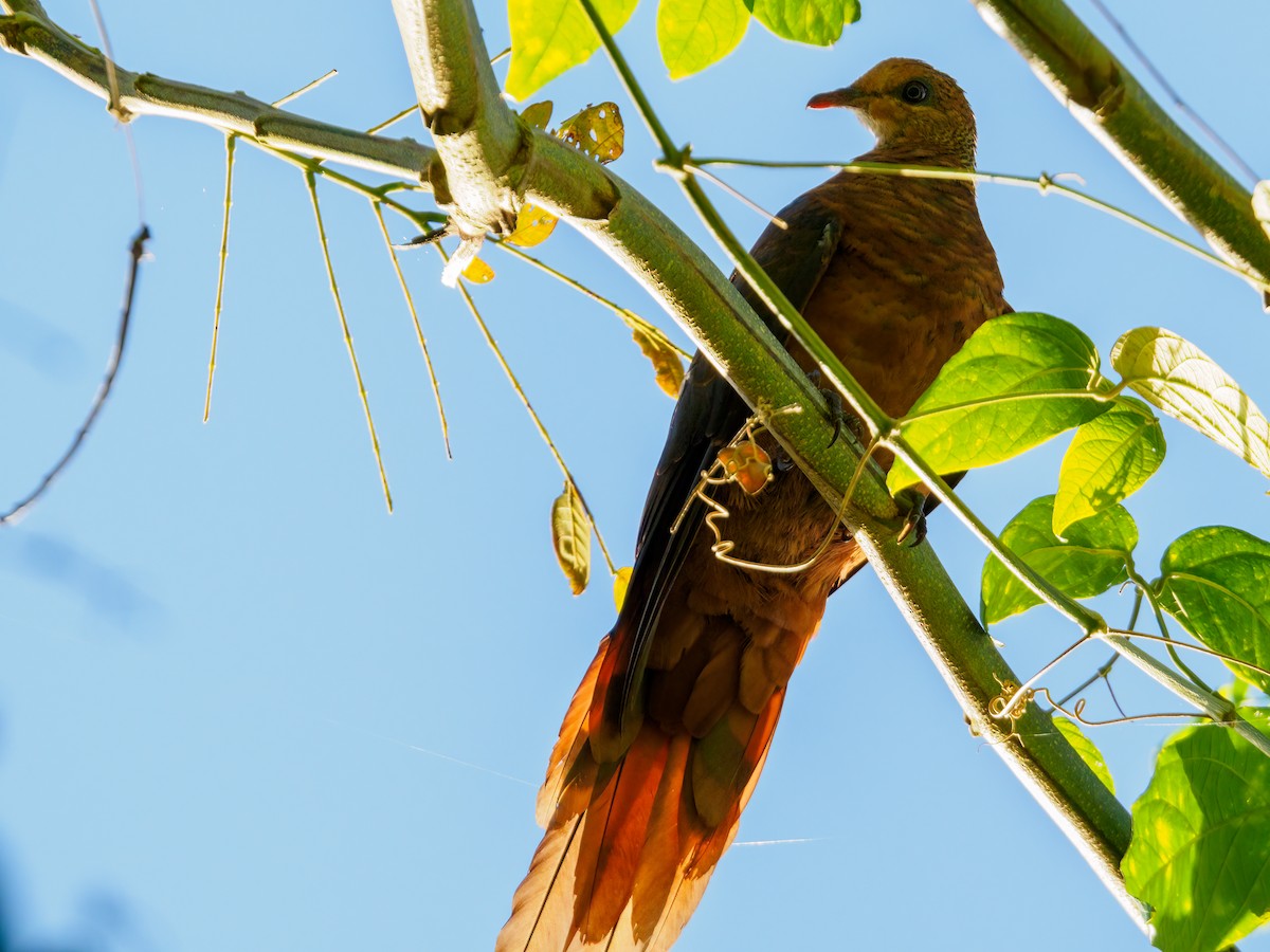 Philippine Cuckoo-Dove - ML634544990