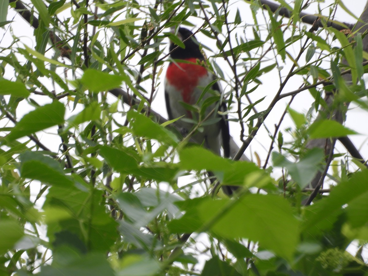 Rose-breasted Grosbeak - ML634544992