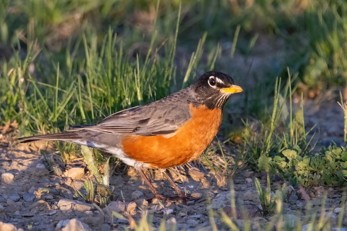 American Robin - ML634545017