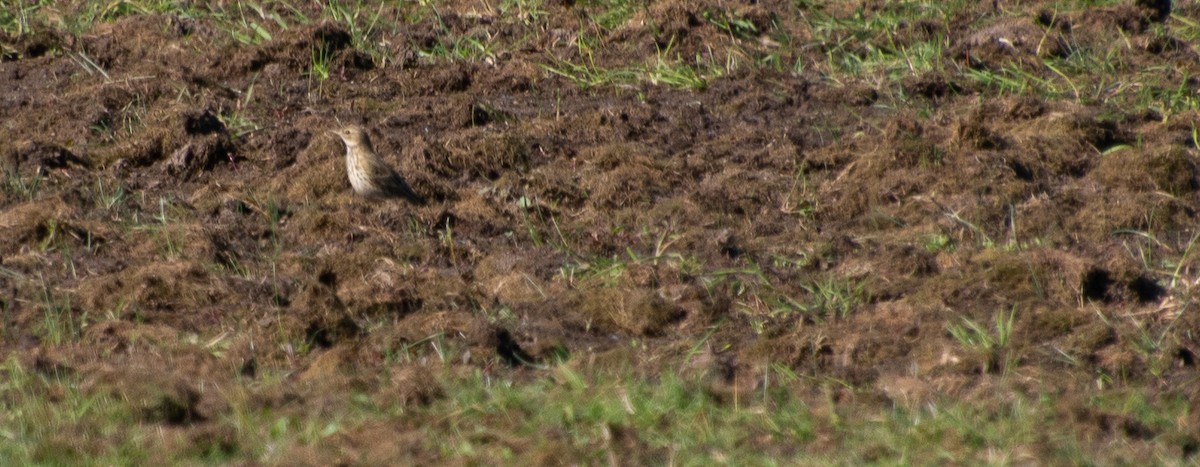 Meadow Pipit - ML634545021