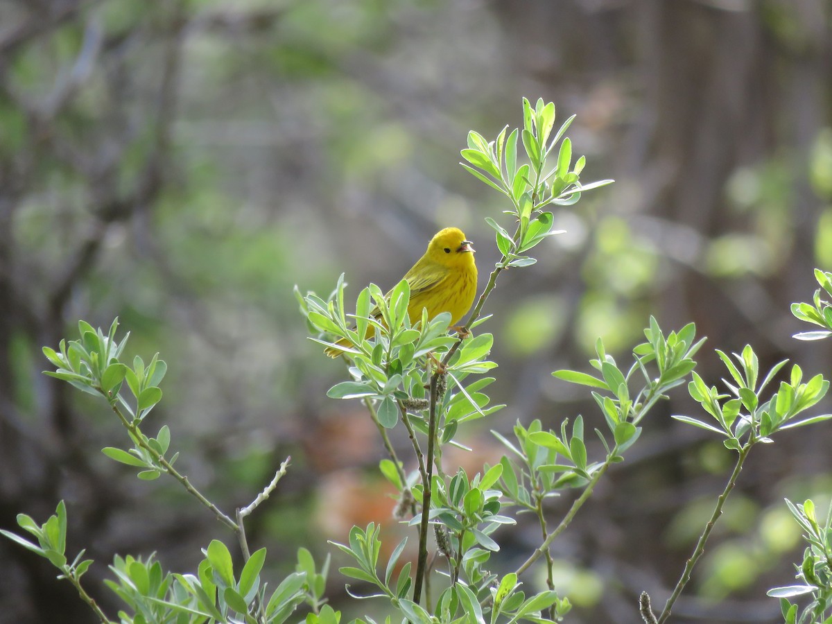 Northern Yellow Warbler - ML634545033
