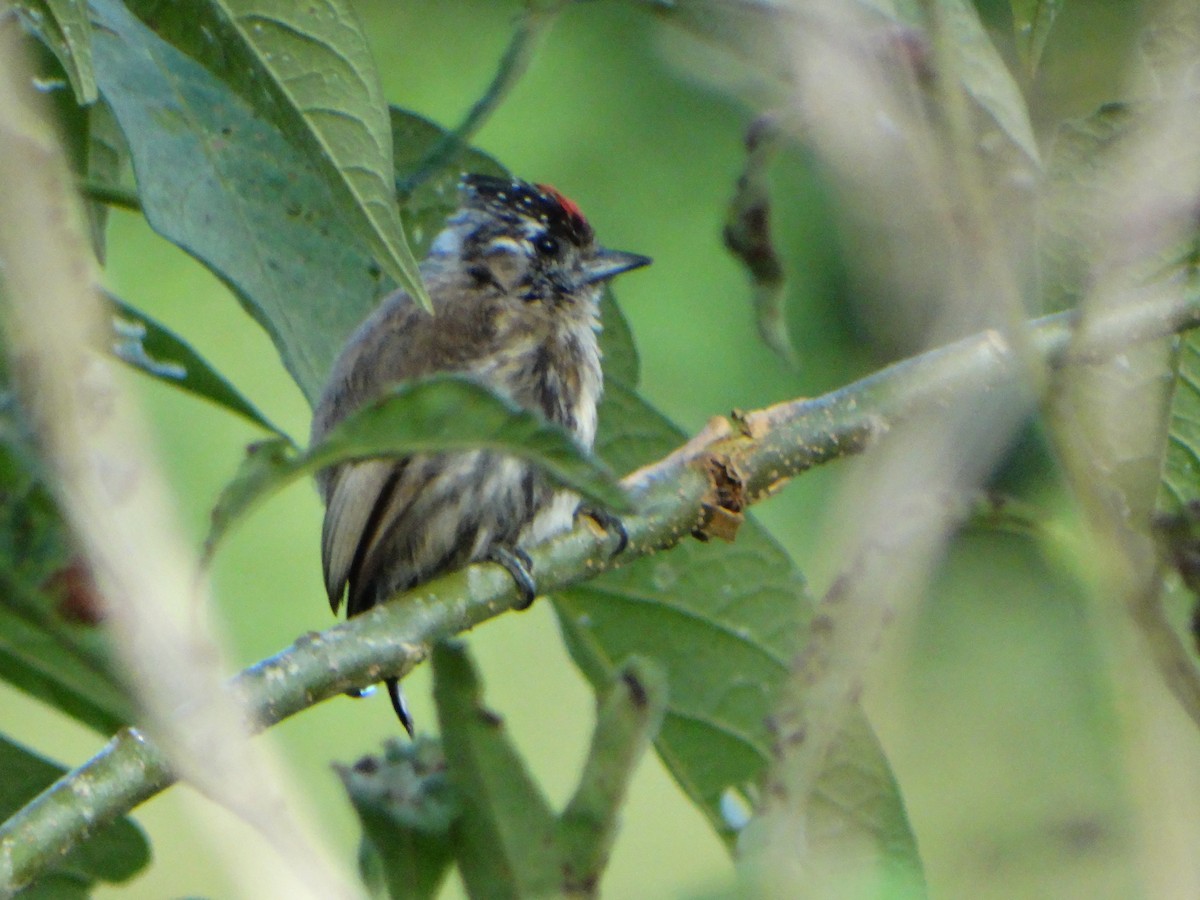 Mottled Piculet - ML634545043
