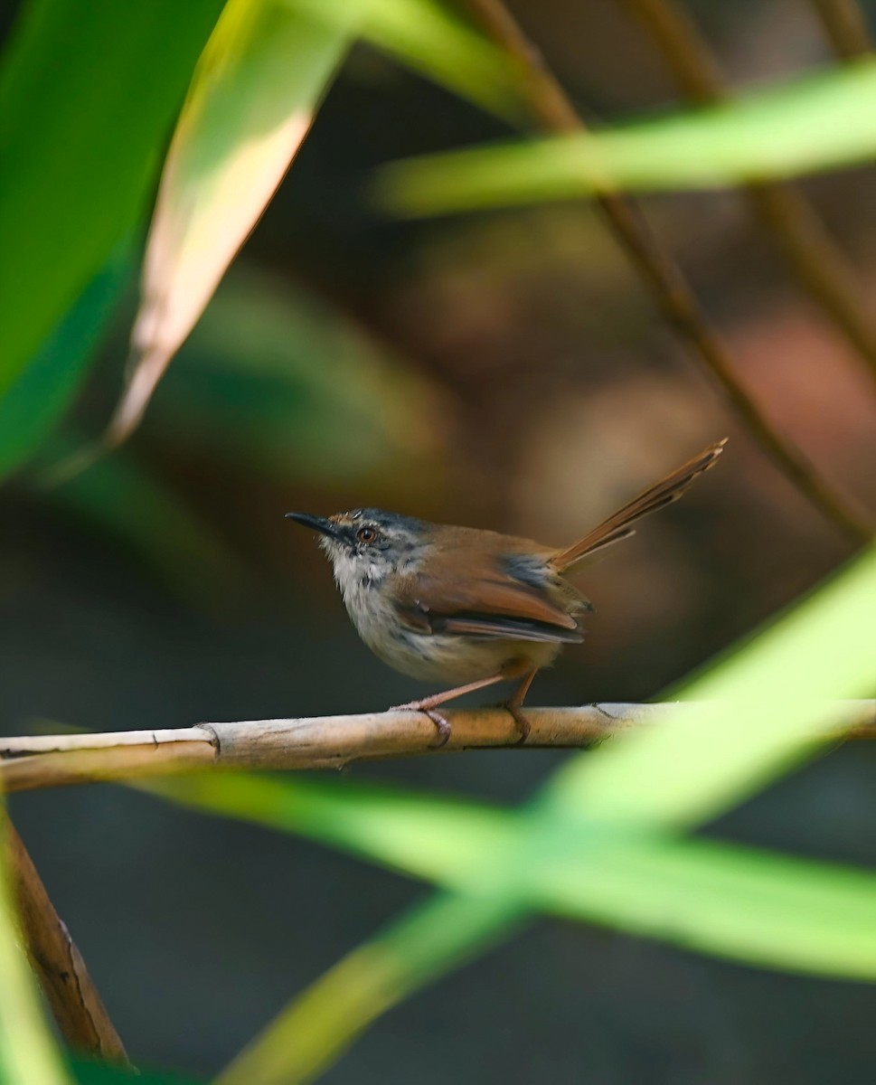 Gray-crowned Prinia - ML634545059