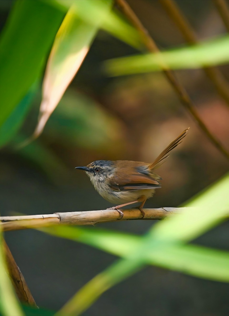 Gray-crowned Prinia - ML634545060