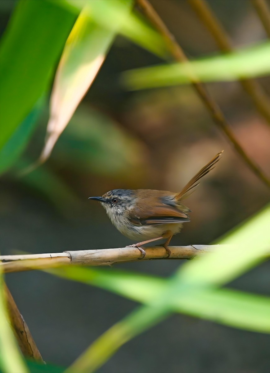 Gray-crowned Prinia - ML634545061