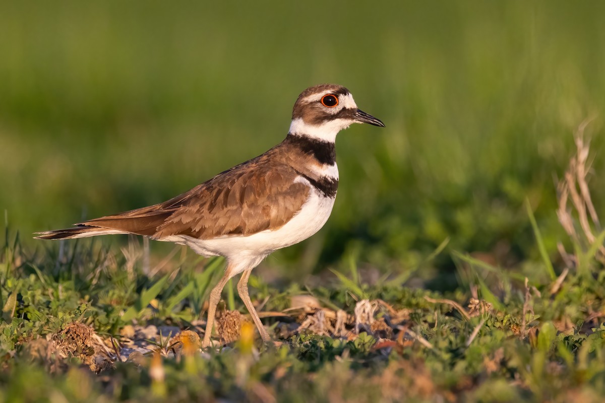 Killdeer - ML634545076