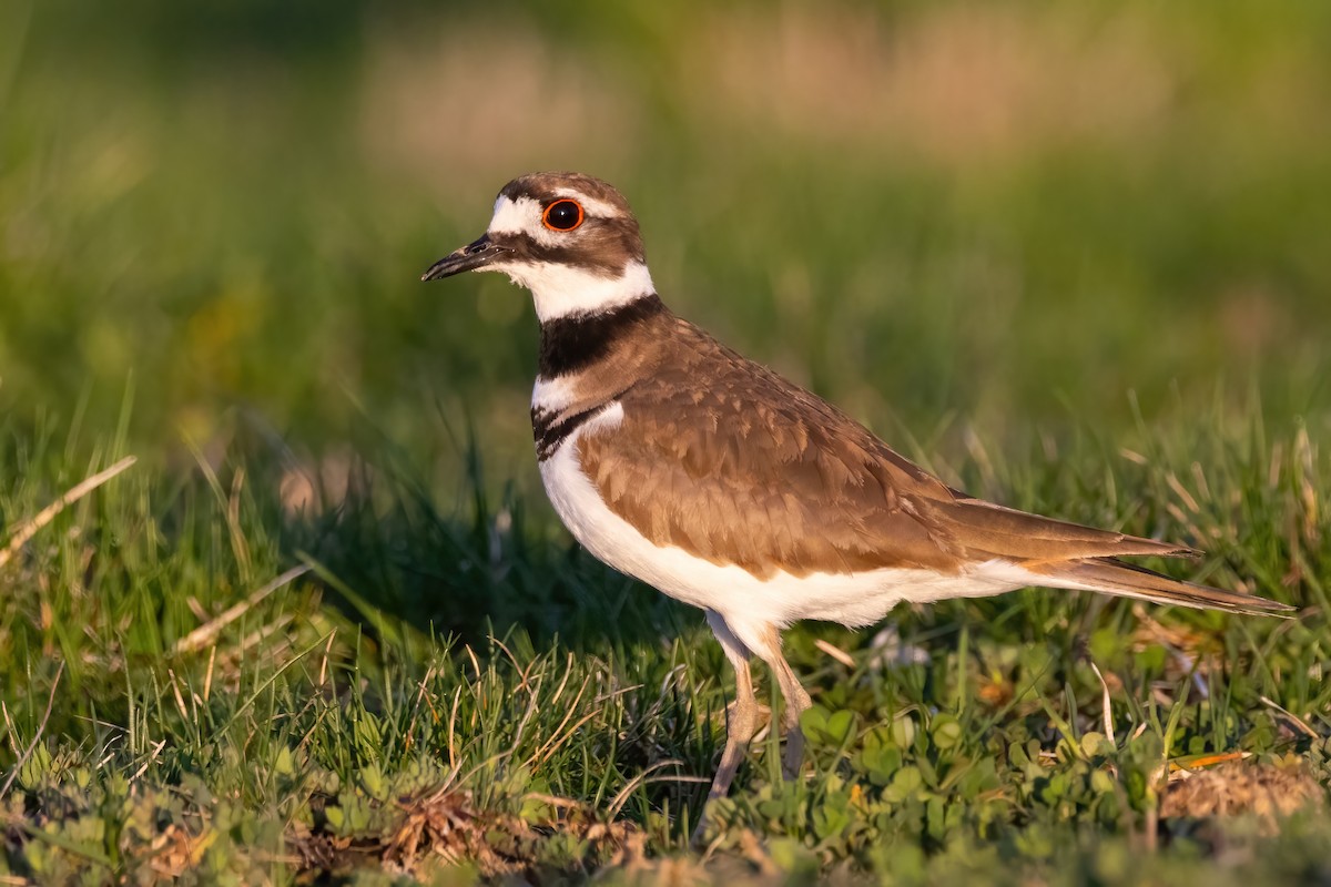 Killdeer - ML634545089