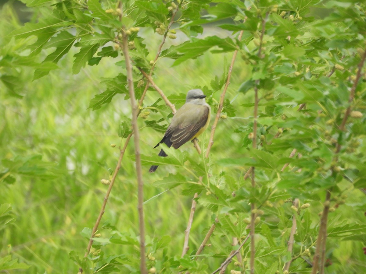 Western Kingbird - ML634545116